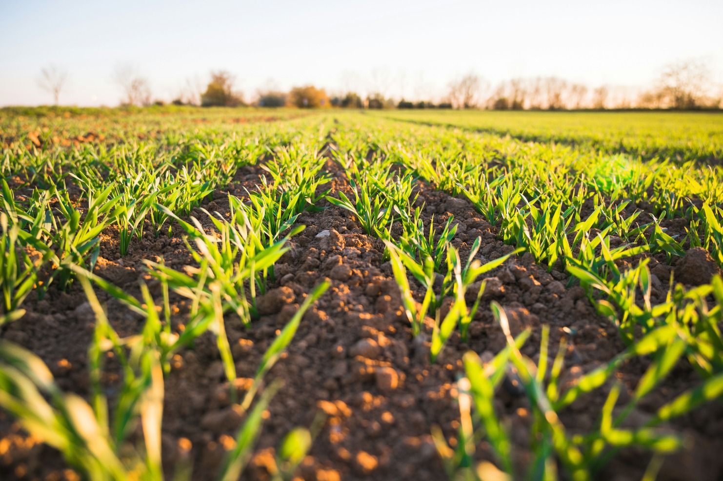 Agriculture moderne en Afrique